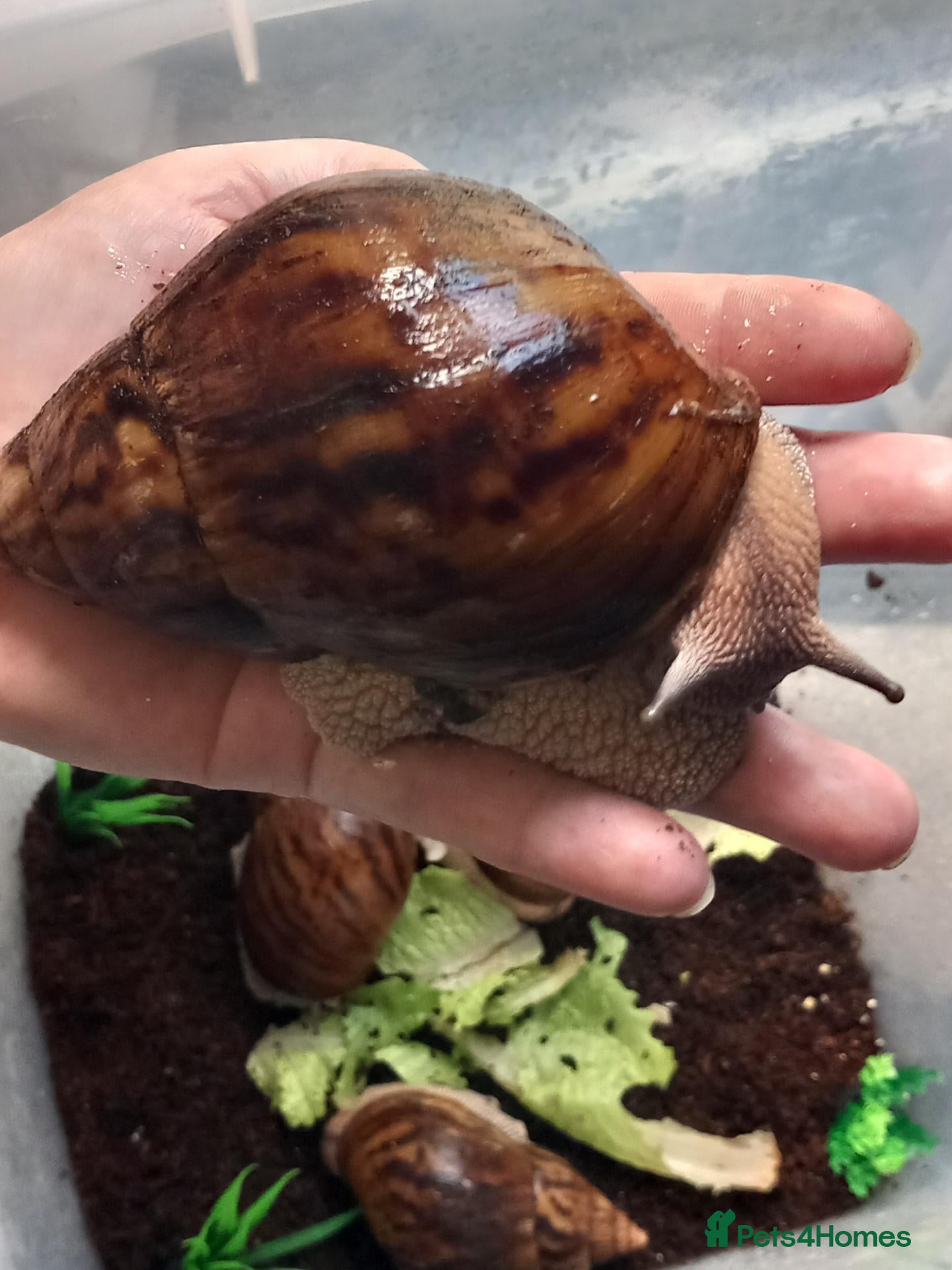 Snails invertebrates Giant African Tiger Land Snails (Achatina achatina - Advert 2