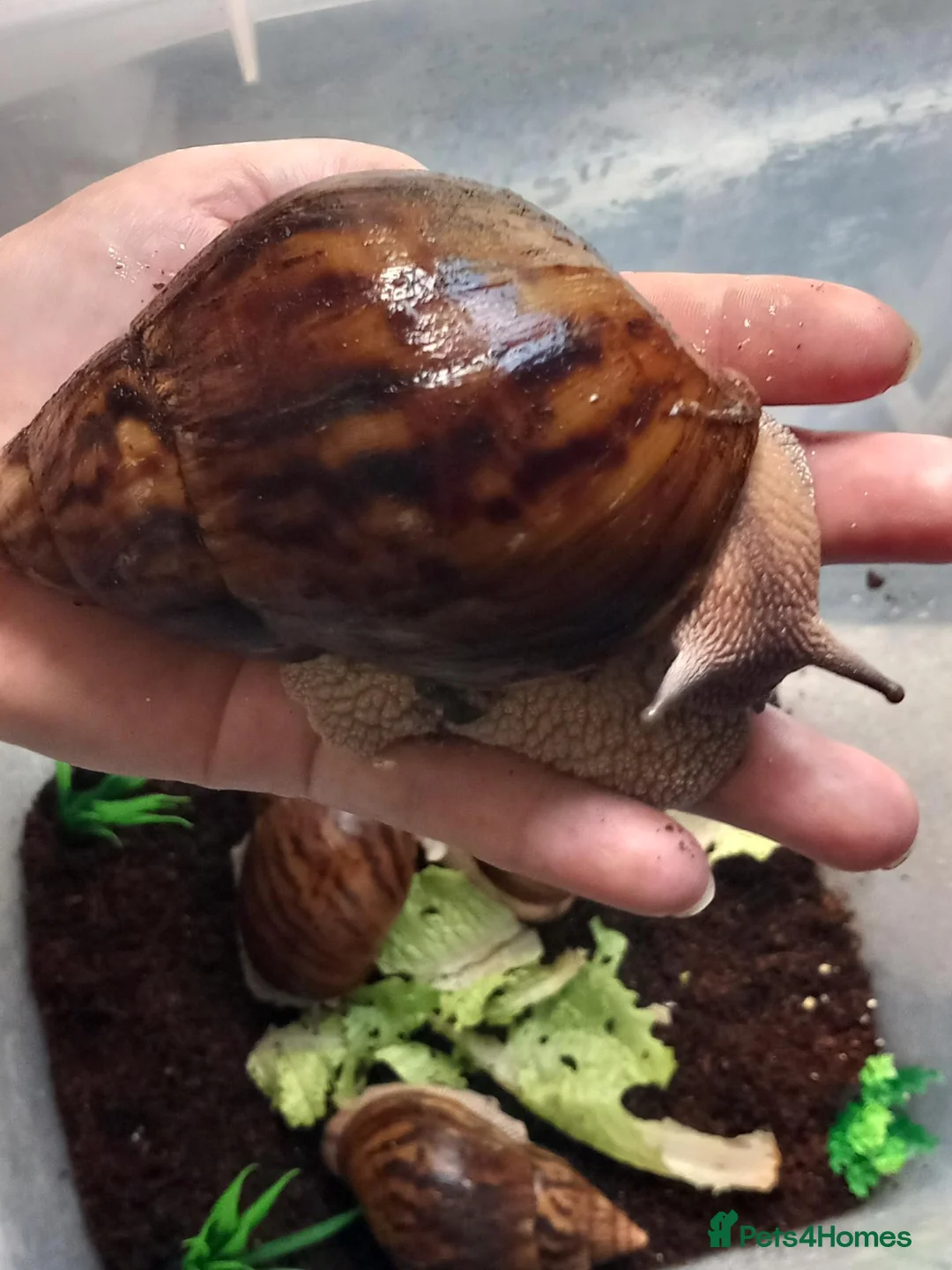 Snails invertebrates for sale: Giant African Tiger Land Snails (Achatina achatina - Advert 2