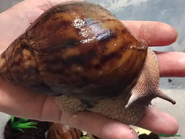 Snails invertebrates Giant African Tiger Land Snails (Achatina achatina - Advert 2