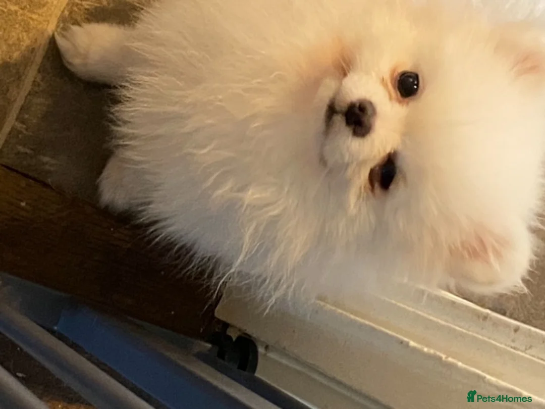 Pomeranian dogs for stud: Kc pure white 1.2 kg Pomeranian stud in Reigate - Advert 6