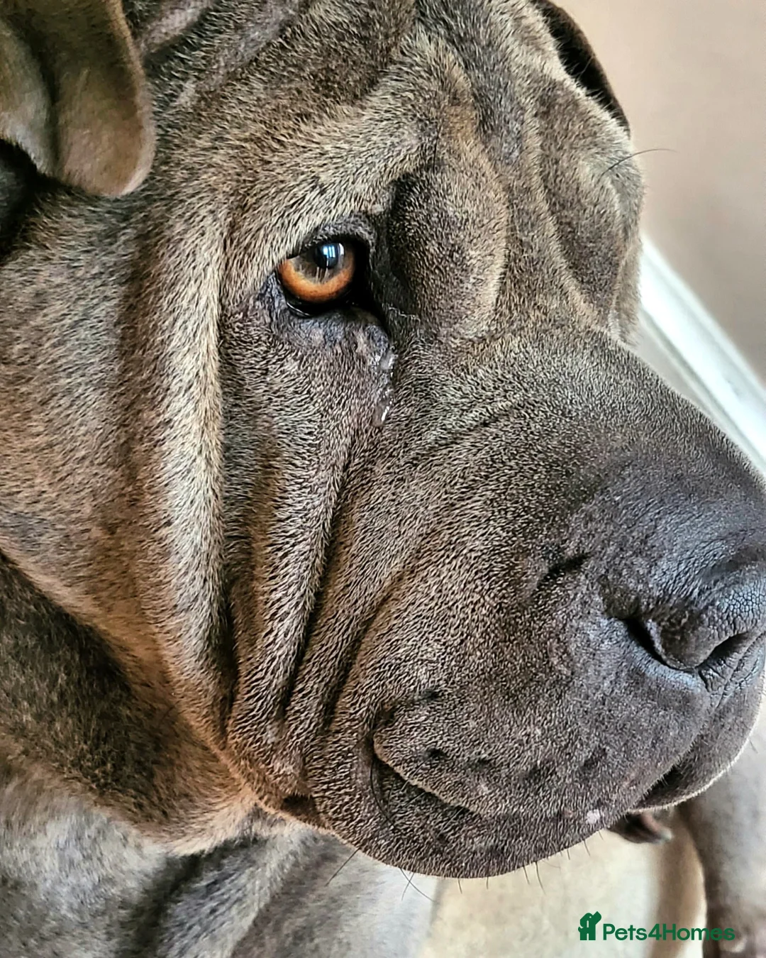 Shar Pei dogs for stud: Gus- Beautiful blue horse coat for stud in Billericay - Advert 19