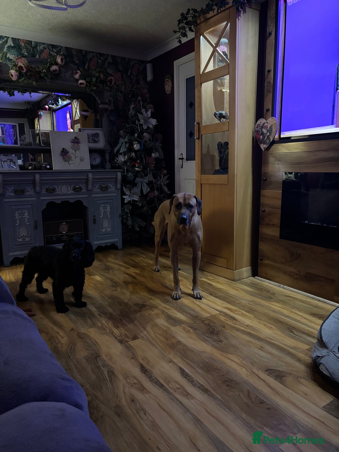 Rhodesian Ridgeback dogs for stud: Rhodesian Ridgeback - Advert 35