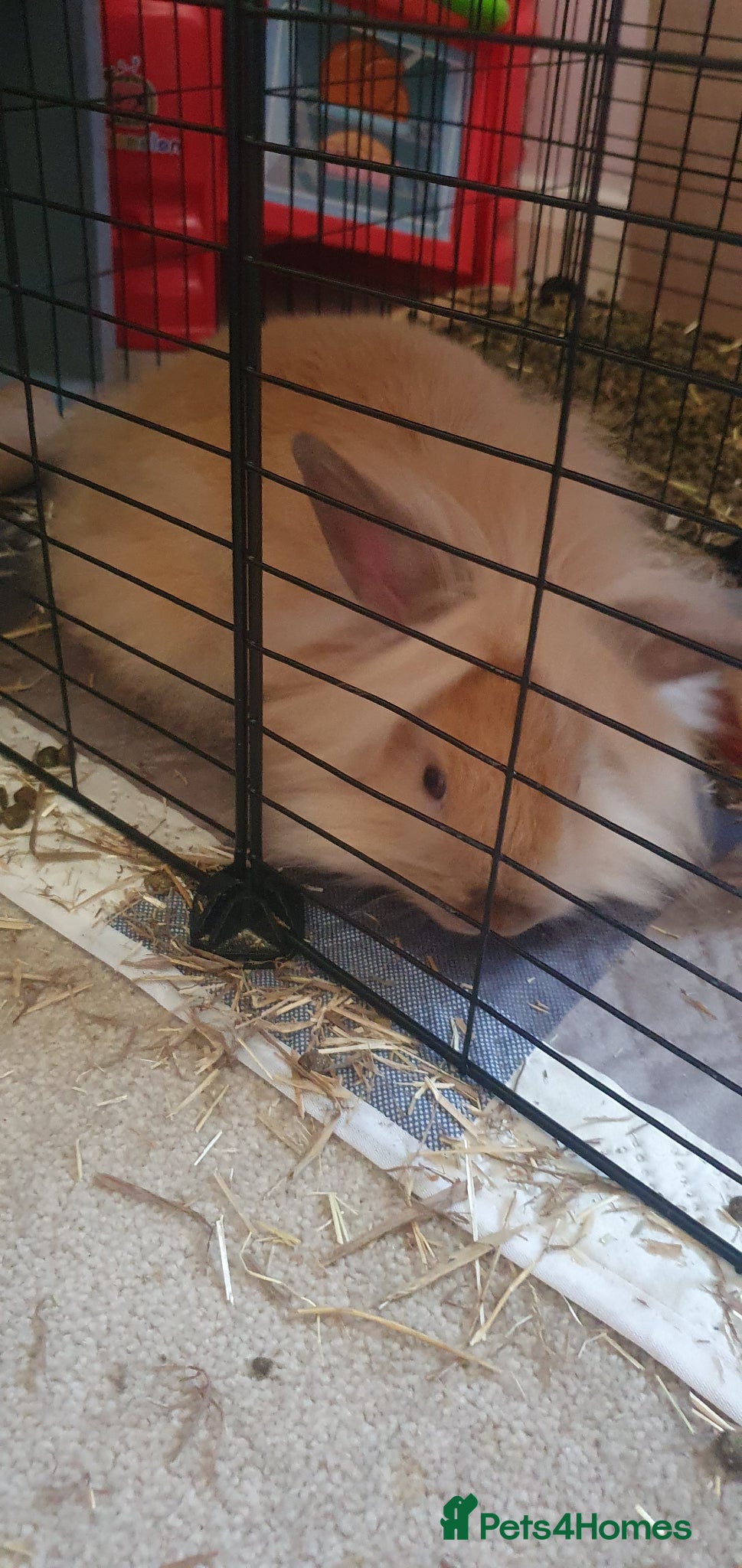 Lionhead rabbits for sale: Boy and girl lion head rabbits  - Advert 3