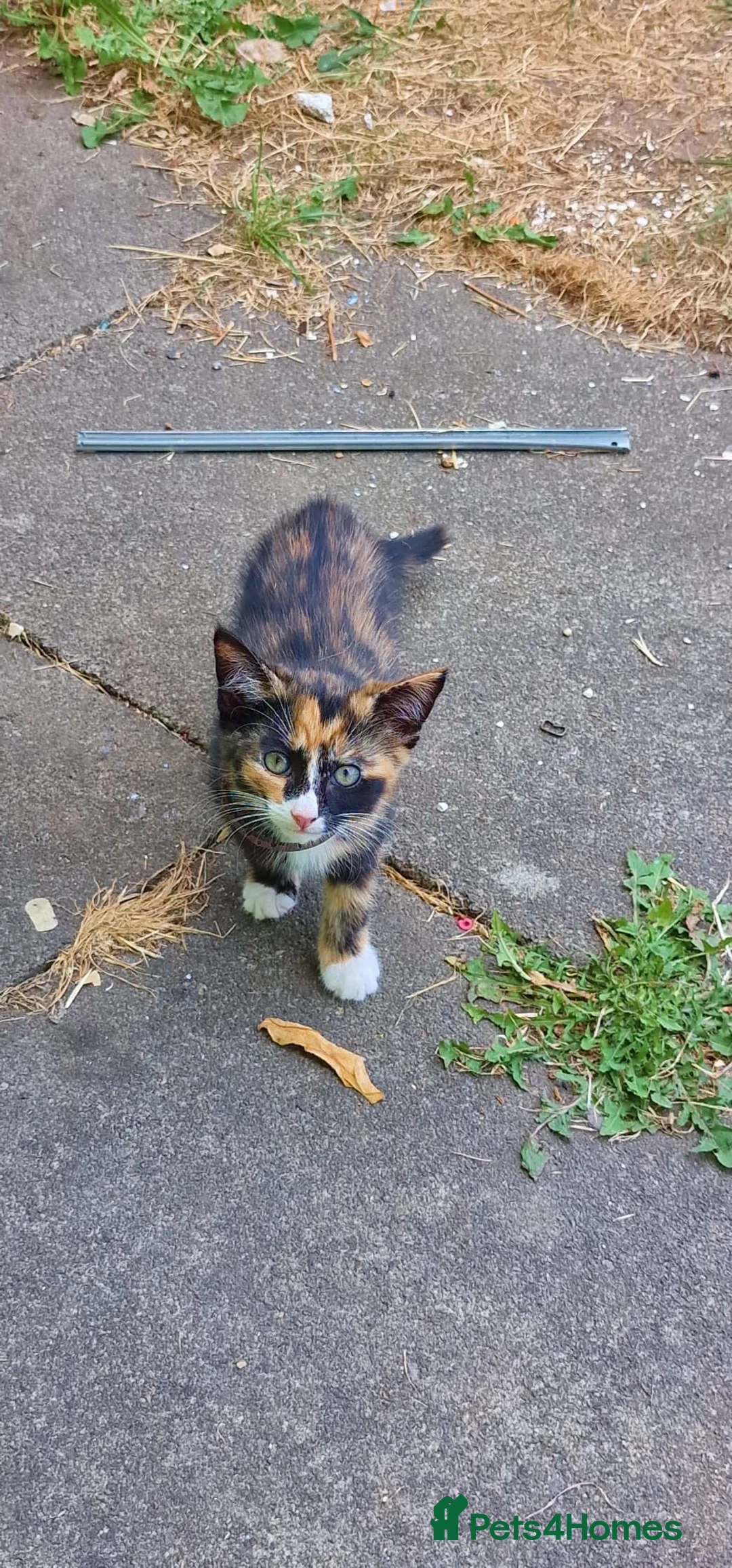 Mixed Breed cats for sale: Kittens looking forever homes in Leicester - Advert 3