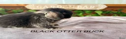 Mini Lop rabbits for sale: BEAUTIFUL Mini lops  - Advert 6