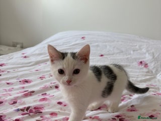 Domestic Shorthair cats Limon kitten - Advert 1