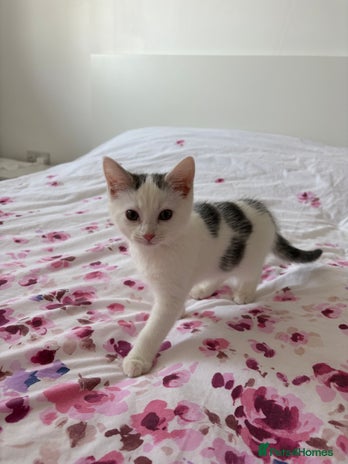 Domestic Shorthair cats Limon kitten - Advert 1