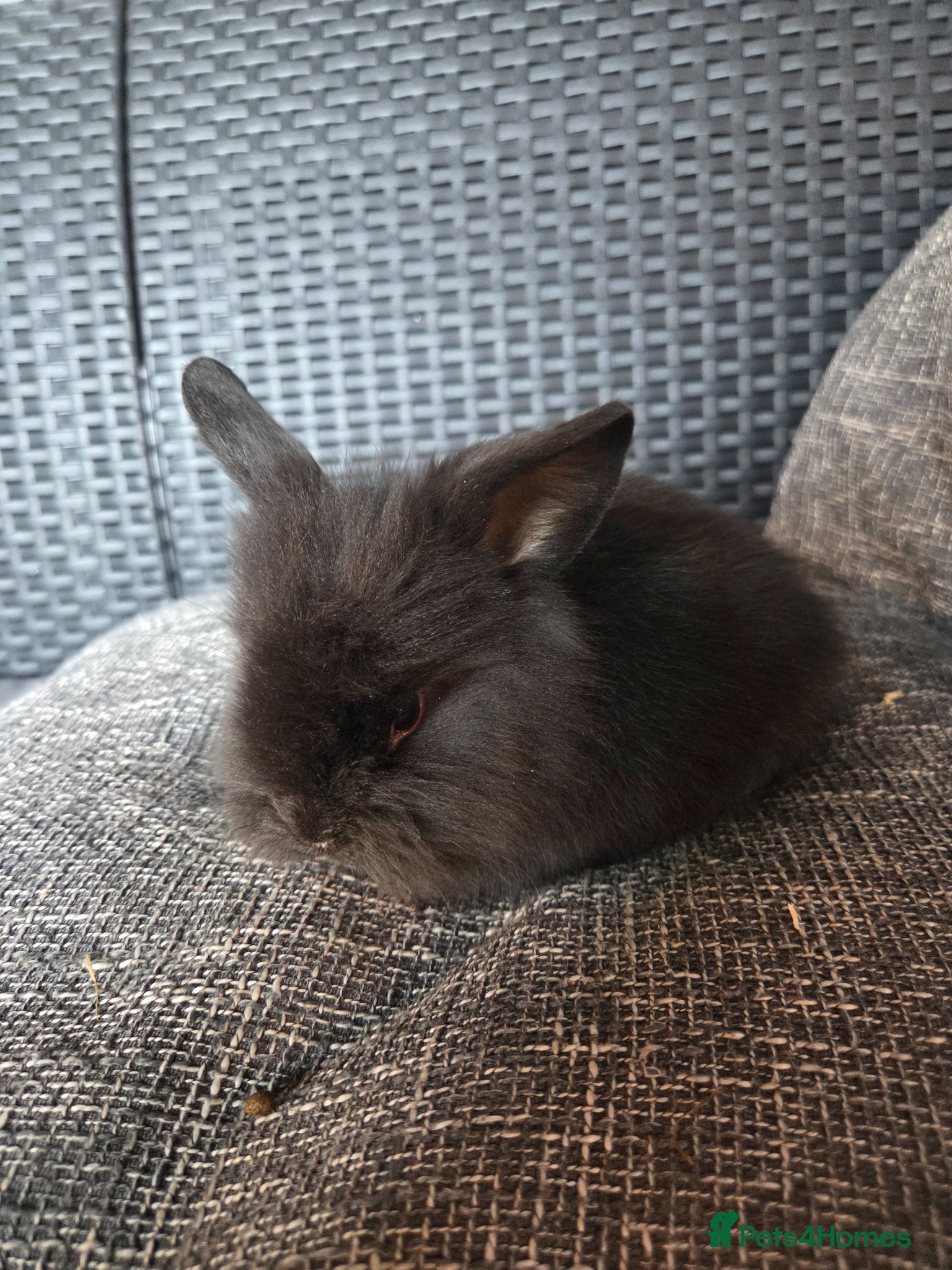 Lionhead rabbits for sale: Beautiful 8 week old mixed colour lionheads in Derby - Advert 2