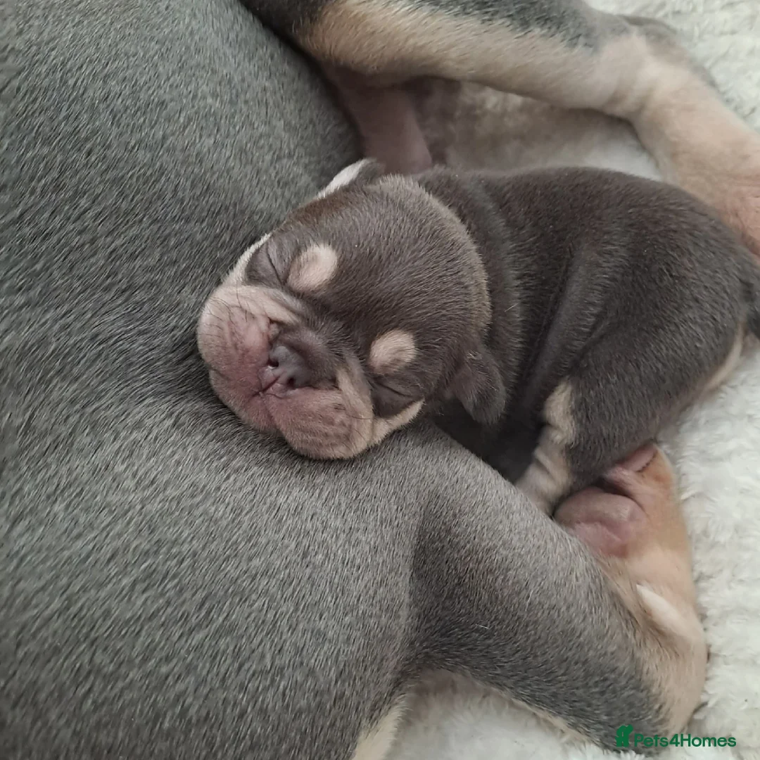 French Bulldog dogs for stud: KC TOP DRAW STUD Ramsgate  in Ramsgate - Advert 24