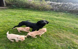 Labrador Retriever dogs for sale: Working Labrador’s  - Image 6