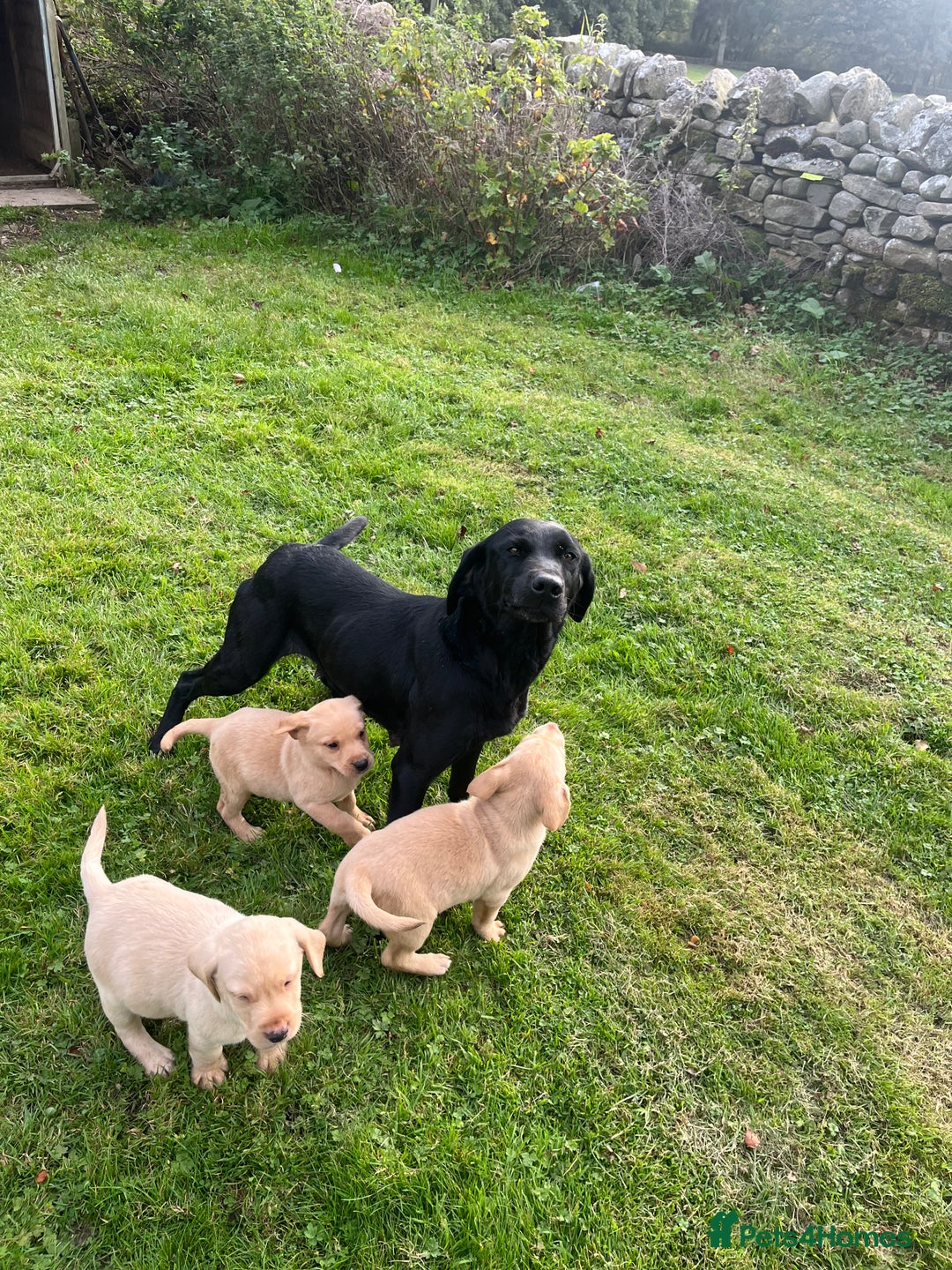 Labrador Retriever dogs for sale: Working Labrador’s  - Image 6