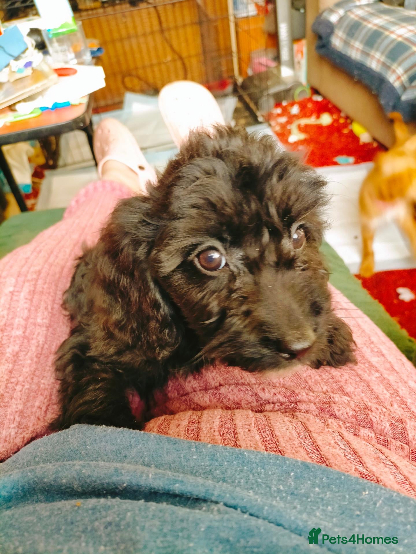 Cockapoo dogs Last Cockapoo Puppy Left Ready To Go Now  - Advert 15