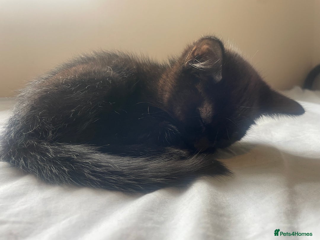 Mixed Breed cats for sale: Adorable black kitten for sale - Advert 3