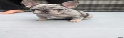 French Bulldog dogs for sale: Little lilo and the one and only Atlas litter in Mitcham - Advert 15