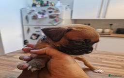 Boxer dogs for sale: Beautiful litter of KC reg bobtail boxer pups - Image 19
