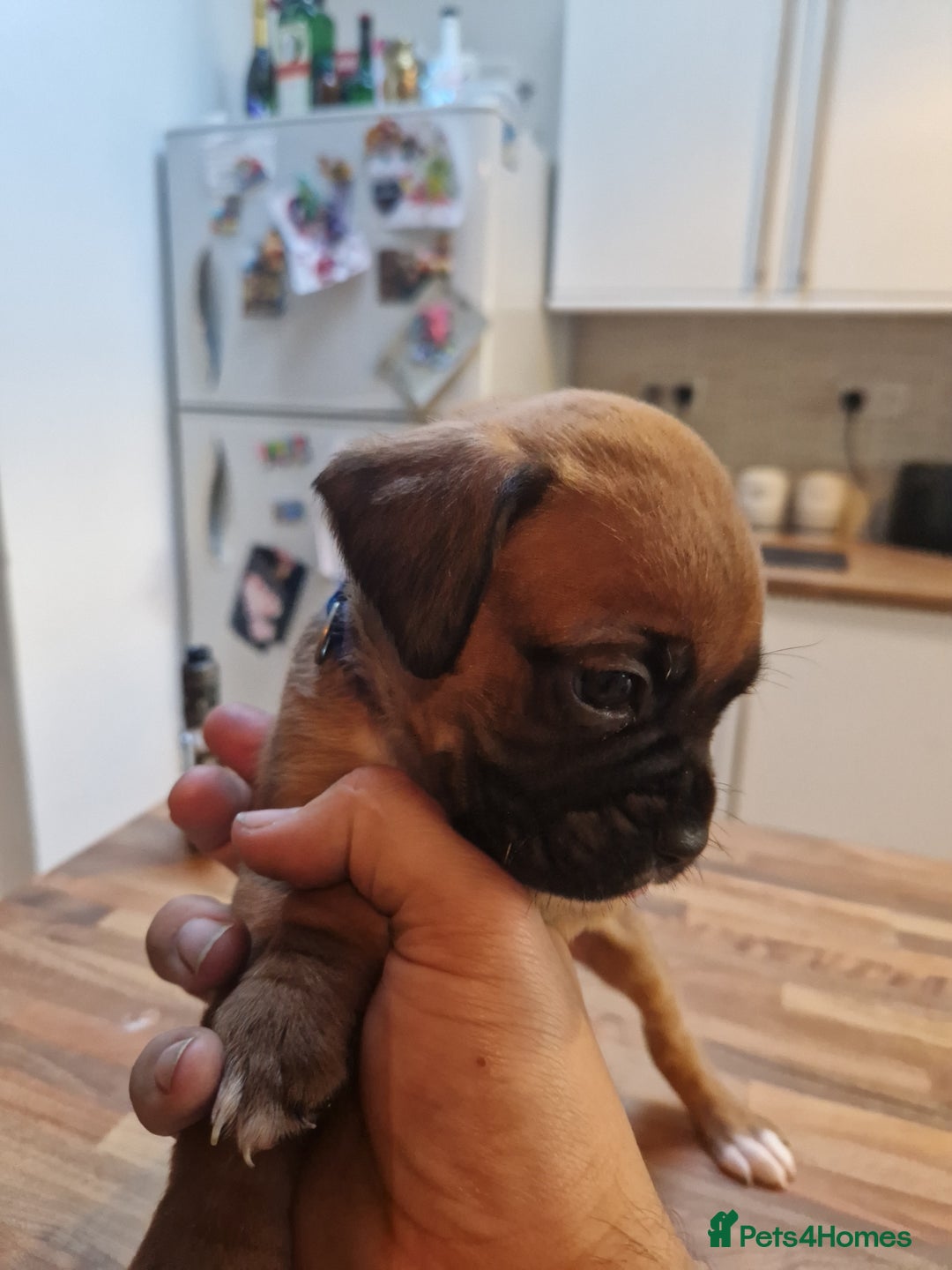 Boxer dogs for sale: Beautiful litter of KC reg bobtail boxer pups - Image 19
