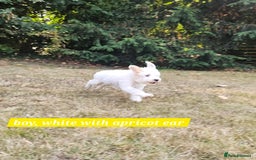 Cockapoo dogs for sale: UPDATE! 2 LEFT! - Image 6