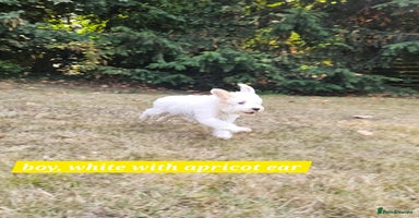 Cockapoo dogs - Advert 12