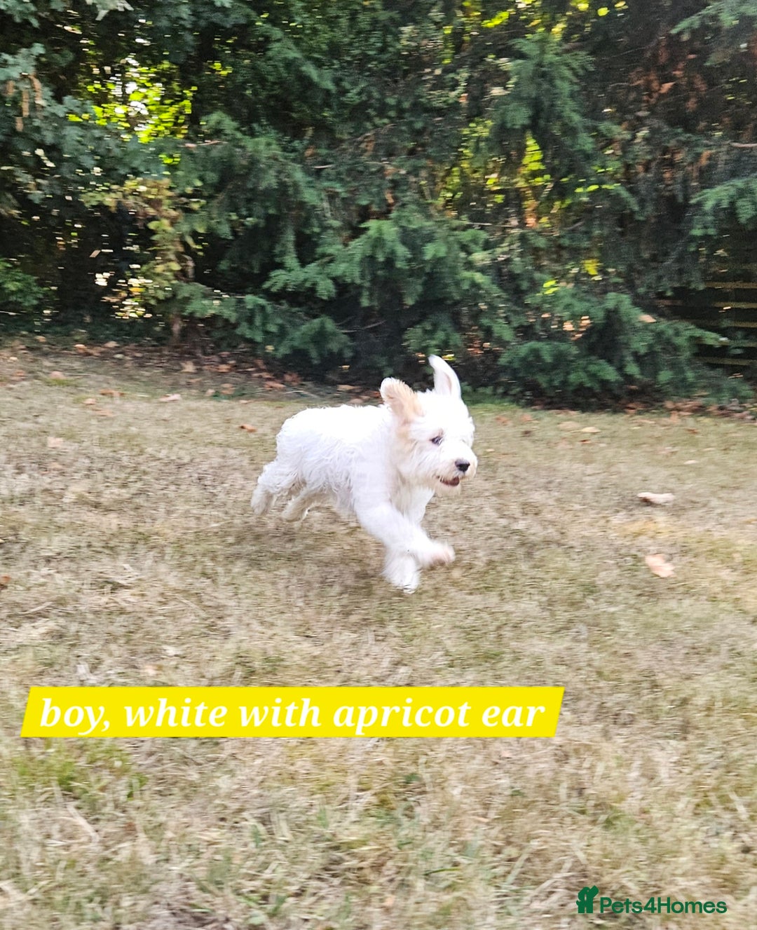 Cockapoo dogs for sale: UPDATE! 2 LEFT! - Image 6