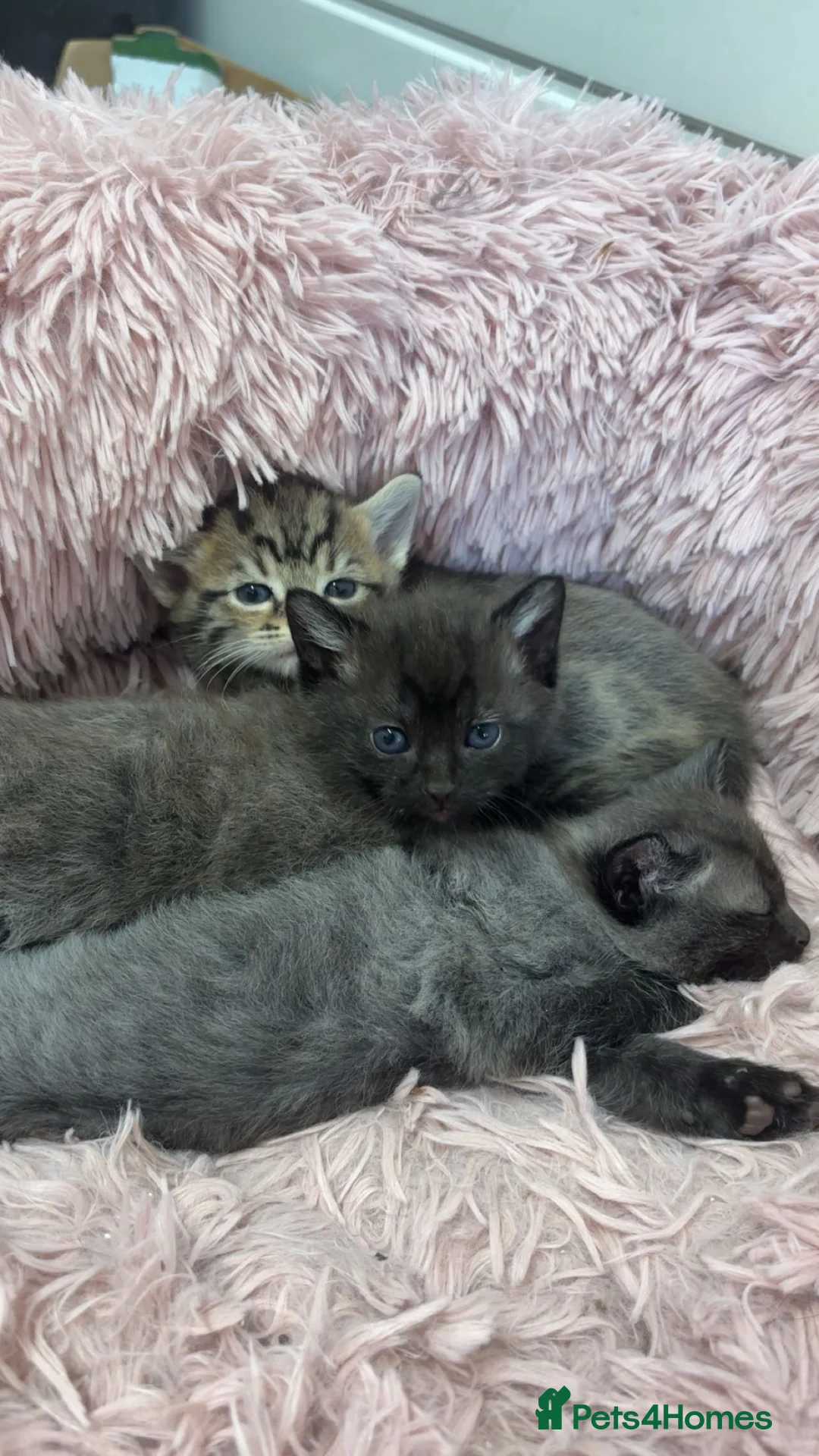 Mixed Breed cats for sale: 3 kittens for sale  - Advert 1