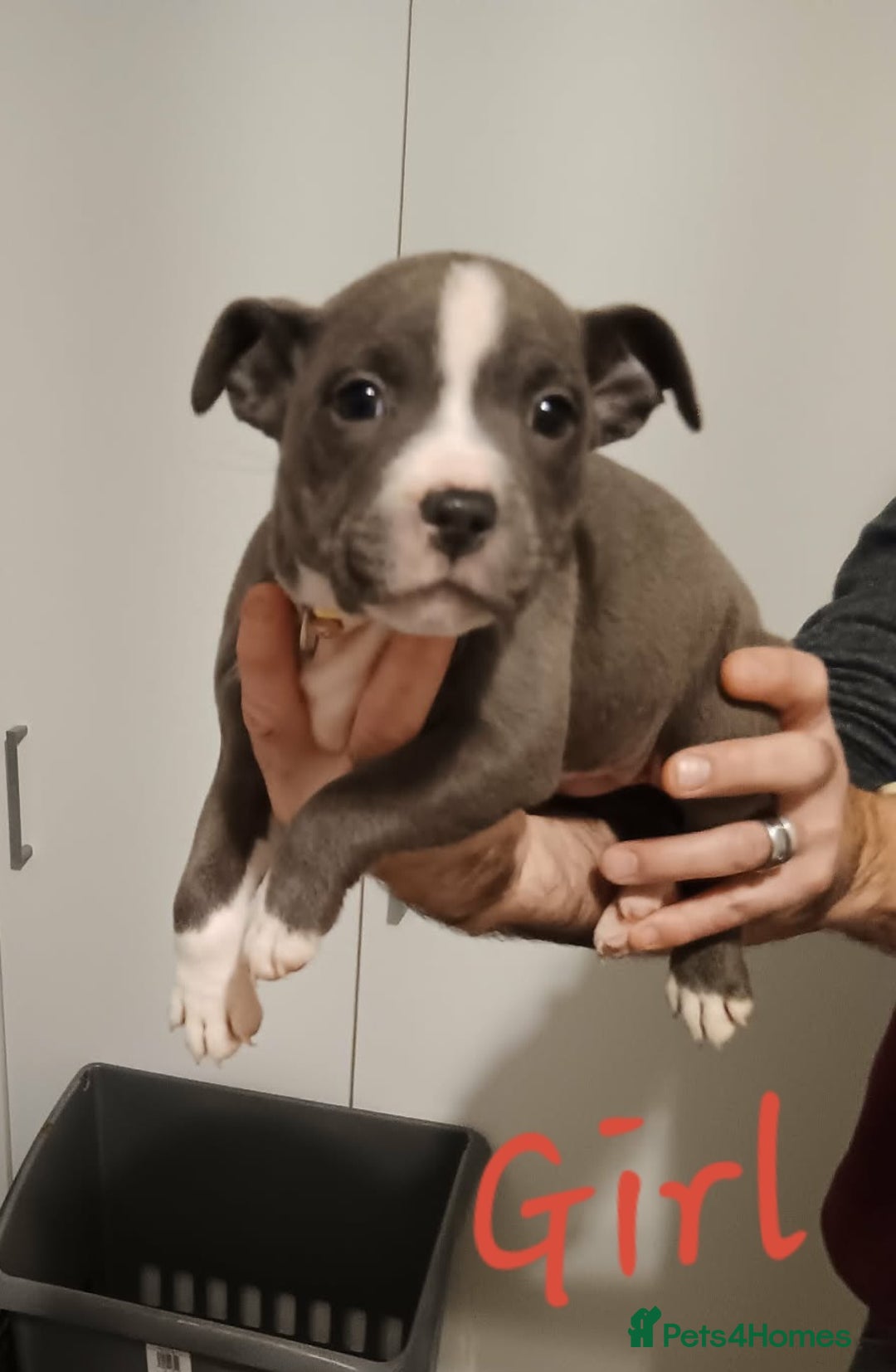 Staffordshire Bull Terrier dogs for sale: Blue Staffordshire Bull Terrier Puppies - Advert 7