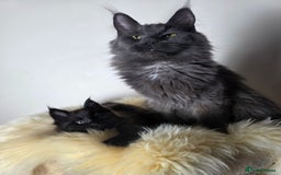Maine Coon cats for sale: European Line Maine coon ...Ready to go now. - Image 6