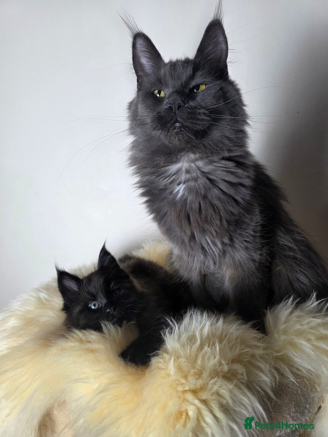 Maine Coon cats for sale: European Line Maine coon ...Ready to go now. - Image 6