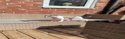 Mixed Breed dogs for sale: Whippet x Italian greyhound  in South Shields - Advert 4