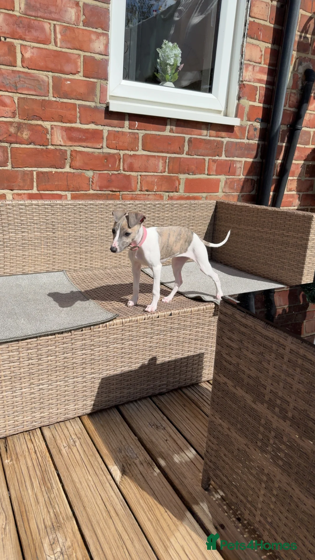 Mixed Breed dogs for sale: Whippet x Italian greyhound  in South Shields - Advert 4