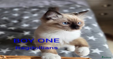 Ragdoll cats - Advert 3