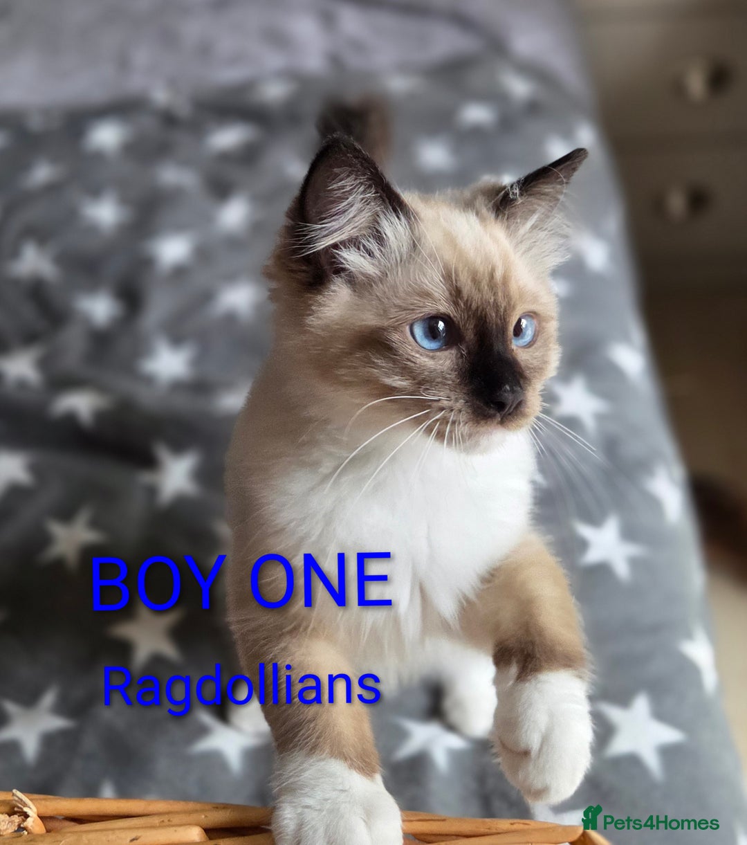 Ragdoll cats for sale: GCCF RAGDOLLS INTERVIWING NOW!! - Image 3