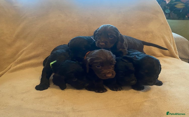 Cocker Spaniel dogs - Advert 2