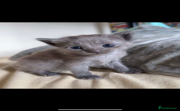 British Shorthair cats - Advert 4