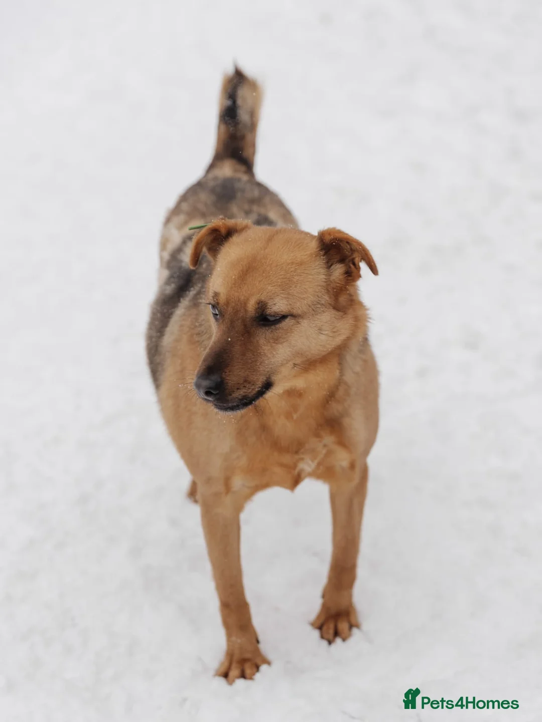 Mixed Breed dogs for adoption: ❤️Varya❤️3 yo girl full of energy, joy,&curiosity. - Advert 9