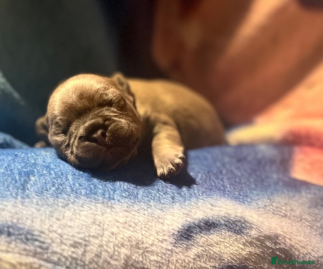 French Bulldog dogs for sale: French bulldog pup - Advert 6
