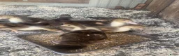 Ducks poultry for sale: Muscovy ducklings - Advert 2