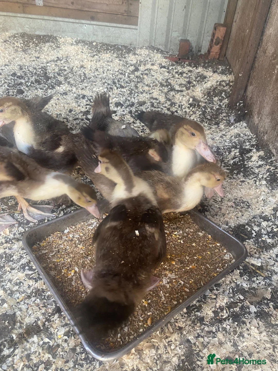 Ducks poultry for sale: Muscovy ducklings - Advert 2