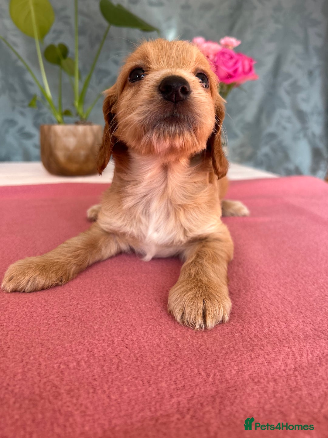 Cockapoo dogs for sale: Cocker Spaniel x Cockapoo Puppies Ready Soon  - Image 19