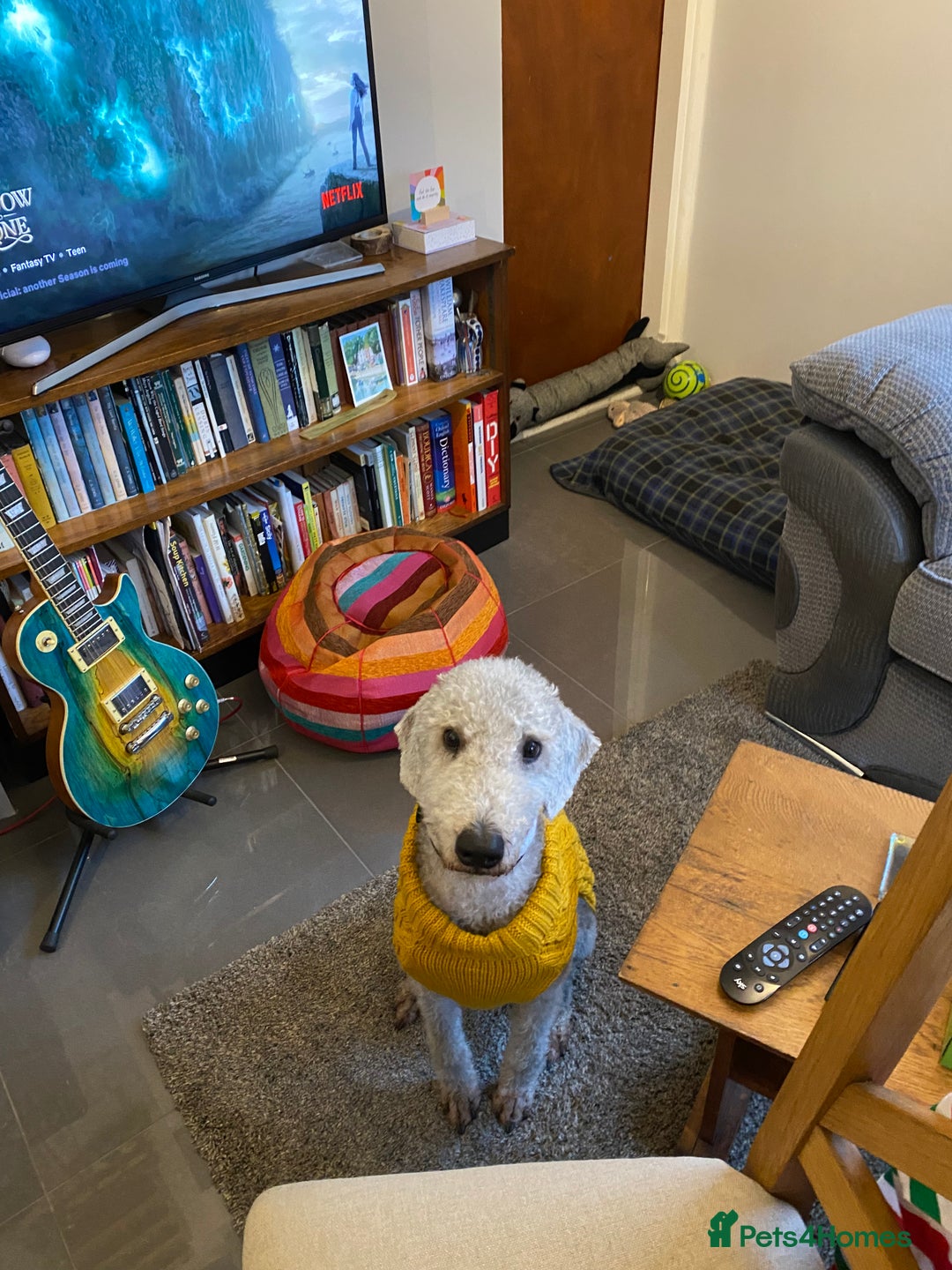 Mixed Breed dogs for sale: Beautiful Bedlington/Greyhound Cross  - Advert 23