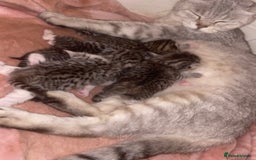 Mixed Breed cats for sale: Two adorable British Shorthair X Bengal Kittens - Image 5
