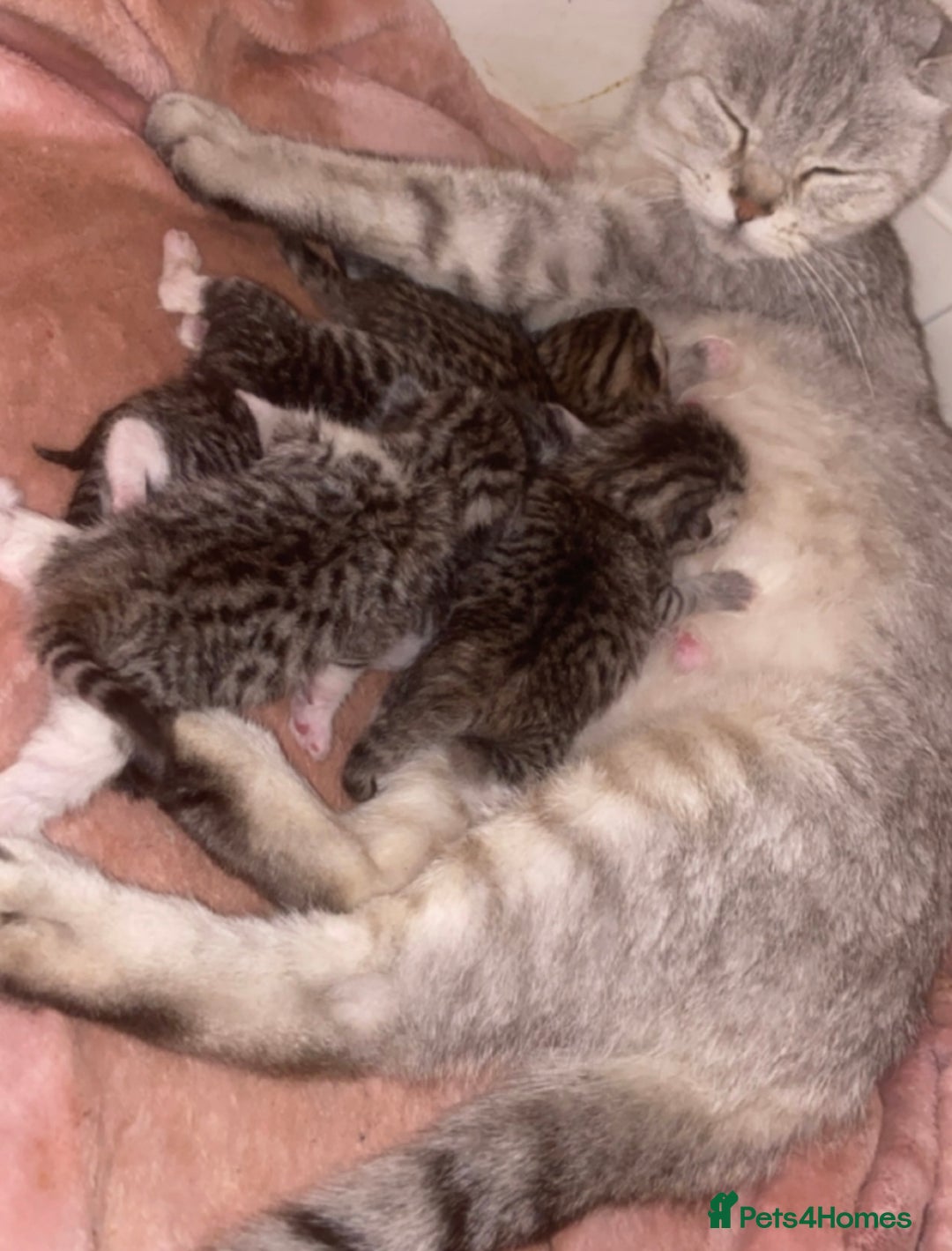 Mixed Breed cats for sale: Two adorable British Shorthair X Bengal Kittens - Image 5