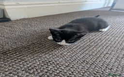 British Shorthair cats for sale: 12 week old kitten  - Image 1