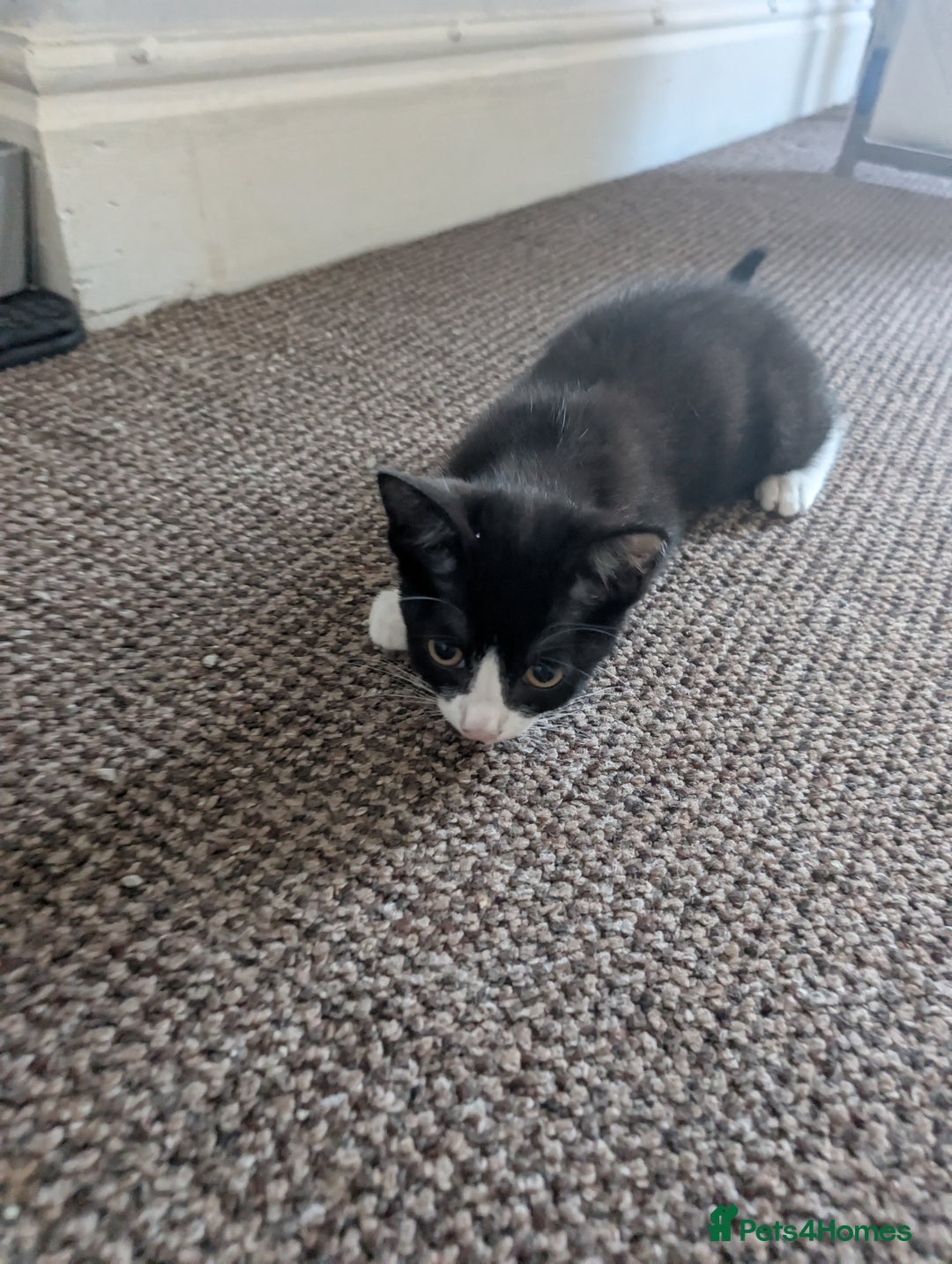 British Shorthair cats for sale: 12 week old kitten  - Image 1
