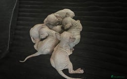 Sphynx cats for sale: Sphynk - Image 16