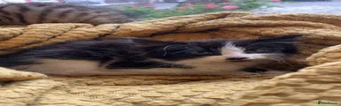Domestic Shorthair 5