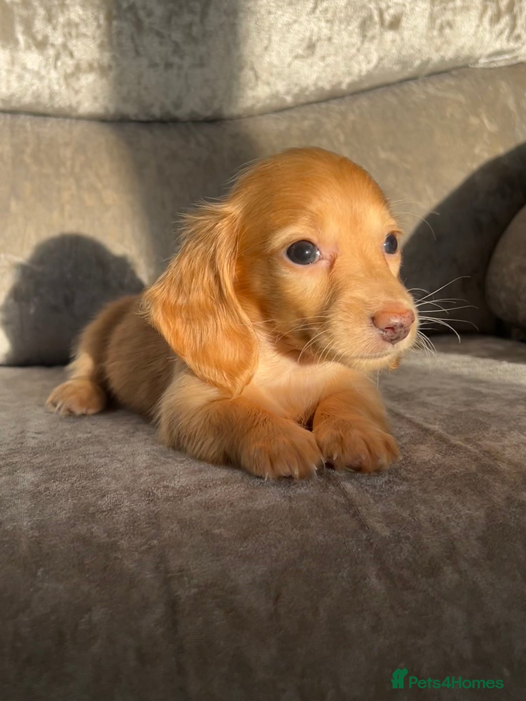 Dachshund dogs for sale: KC miniature long hair dachshunds for sale - Advert 2