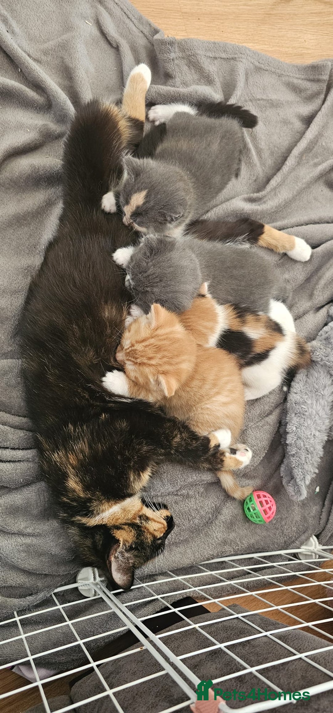 Mixed Breed cats for sale: 9 week old kittens 1 male 1 female - Image 5