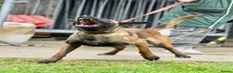 Mixed Breed dogs for sale: Dutch Herder top working lines - Advert 1