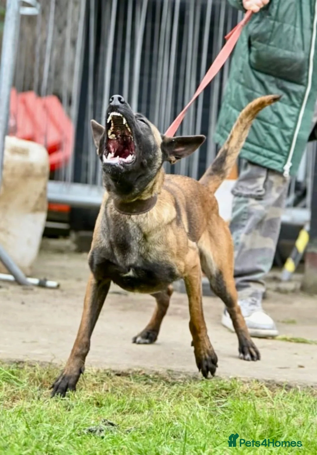 Mixed Breed dogs for sale: Dutch Herder top working lines - Advert 1