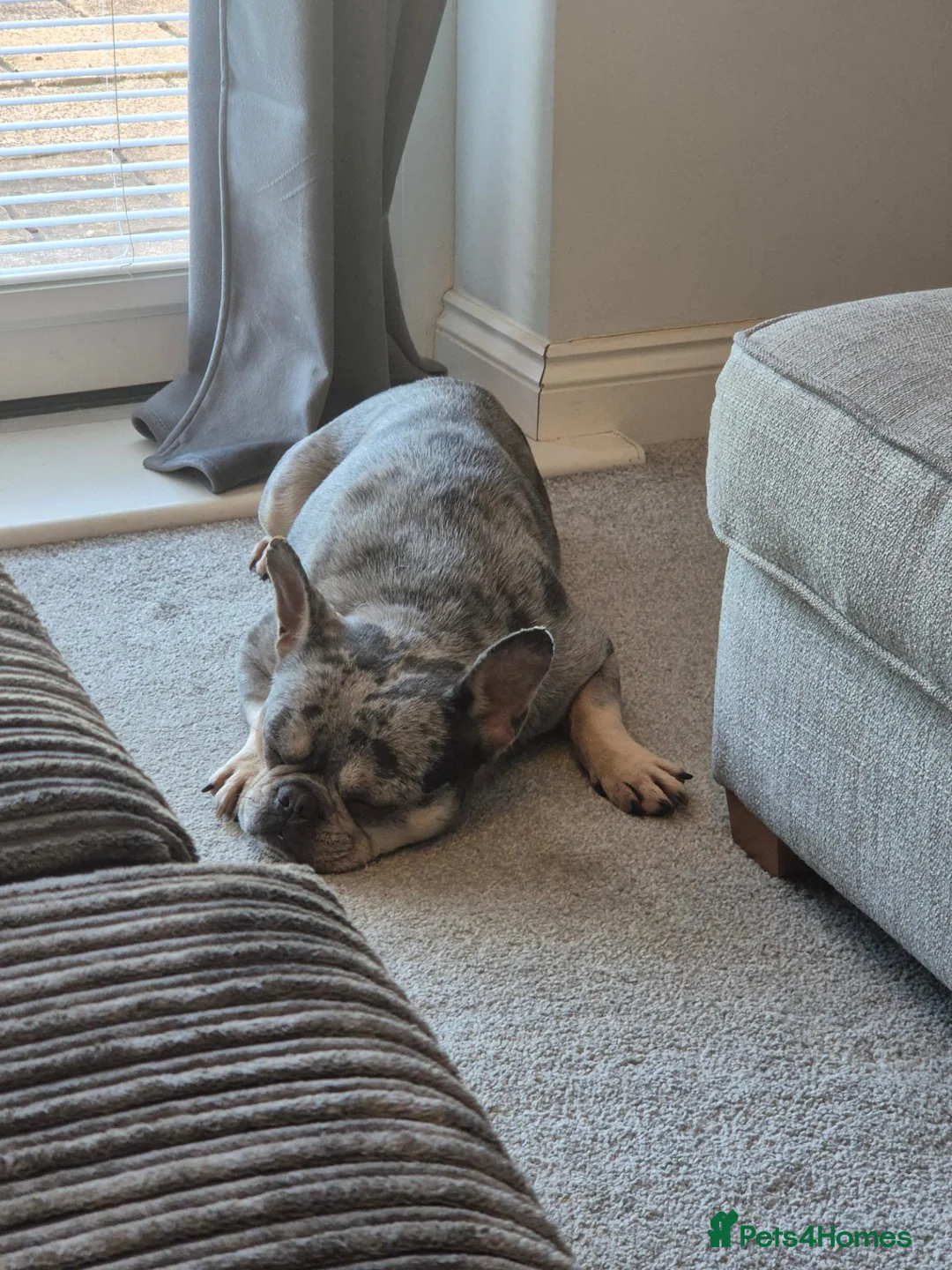 French Bulldog dogs for sale: 4 year old male French bulldog in Pontefract - Advert 2